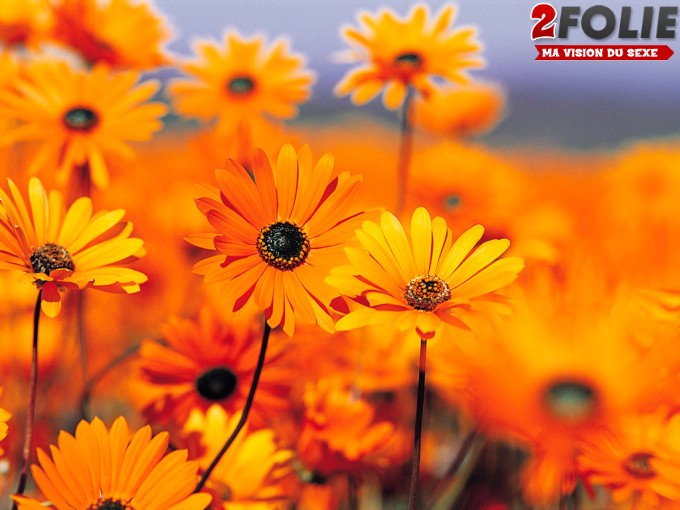 Fleurs d?oranger