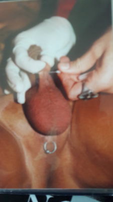 tatouages-et-piercings-autour-de-l-anus-2folie